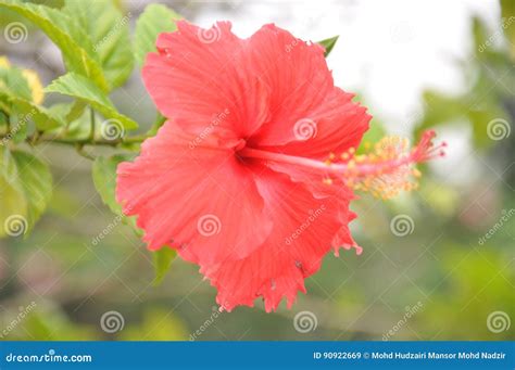 Malaysia national flower stock image. Image of blur, hibiscus - 90922669