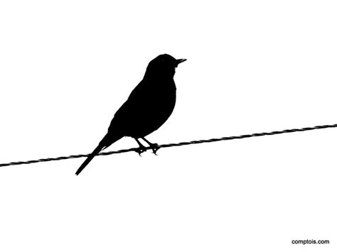 Bird Clipart at GetDrawings | Free download