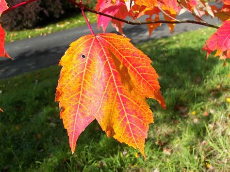 6 Prevalent Types of Maple Trees in Alabama - ProGardenTips