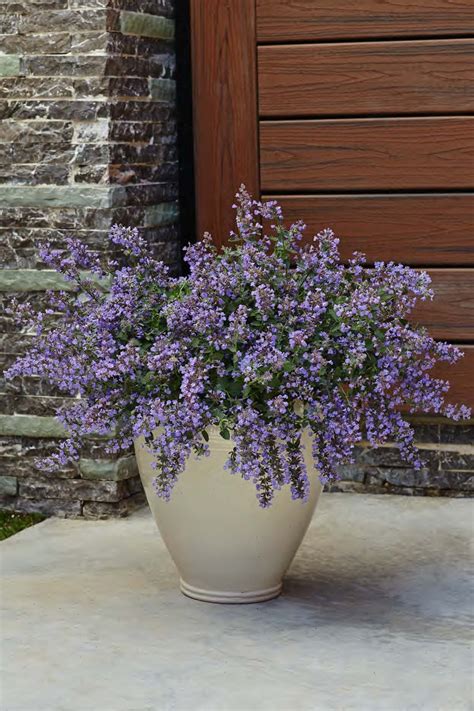 'Cat's Meow' - Catmint - Nepeta faassenii | Proven Winners