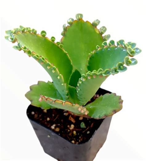 Kalanchoe Daigremontiana - Succulent Guide