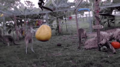 Kangaroo boxing bag. [video] on Make a GIF