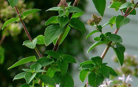 Oregano Plant Leaves Picture | Free Photograph | Photos Public Domain