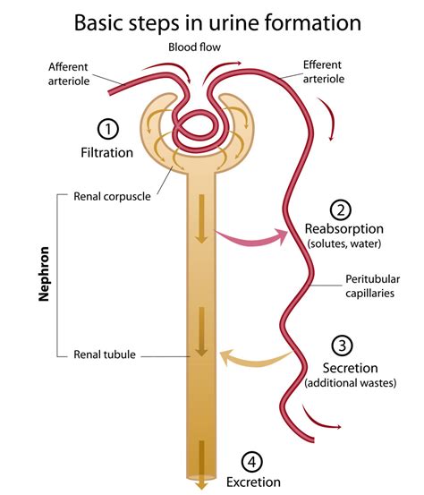 Match Each Lettered Structure In The Diagram Of The Nephron