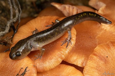 Ambystoma, Newts, & Pond Life – ALEPHROCCO