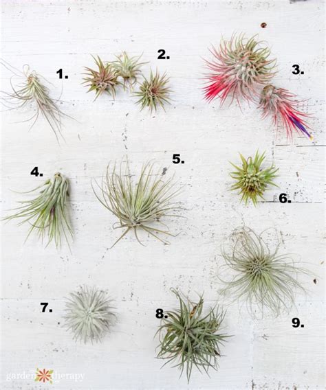 What Type of Air Plant do I have? Identify and Care for Common Varieties