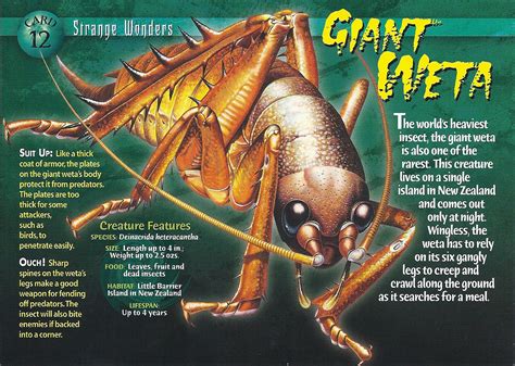 Giant Weta - Wierd N'wild Creatures Wiki