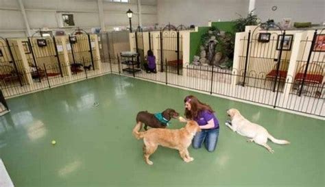 Dog Boarding Services | Pet Palace | Dog boarding facility, Dog boarding kennels, Dog boarding