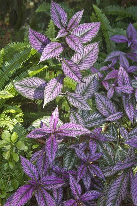 Persian Shield Plant - Tips on Strobilanthes dyeriana Cultivation ...