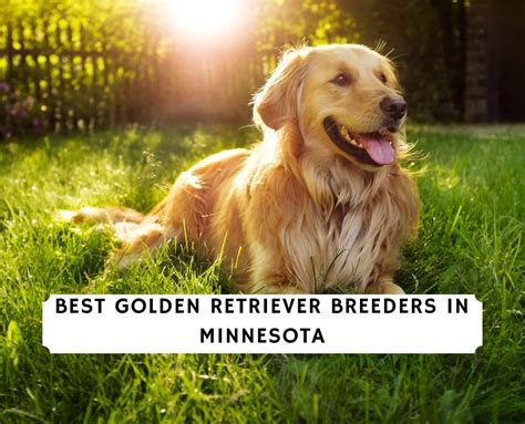 3 Best Golden Retriever Breeders in Minnesota! (2024) - We Love Doodles