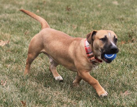 Pit Bull/Dachshund mix - Ben - Mid-America Bully Breed Rescue