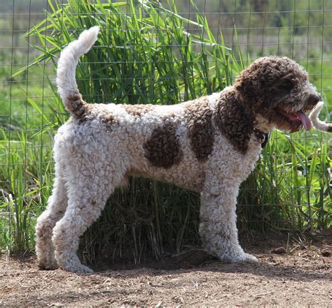 Lagotto Romagnolo Puppies Price