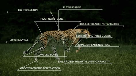 Species of Cheetah | Cheetah Species | Pugdundee Safari