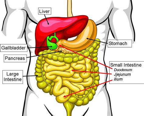 Human Small Intestine Anatomy