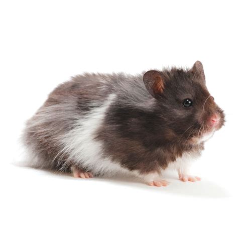 Long-Haired Syrian Hamster for Sale - Live Small Pets | PetSmart