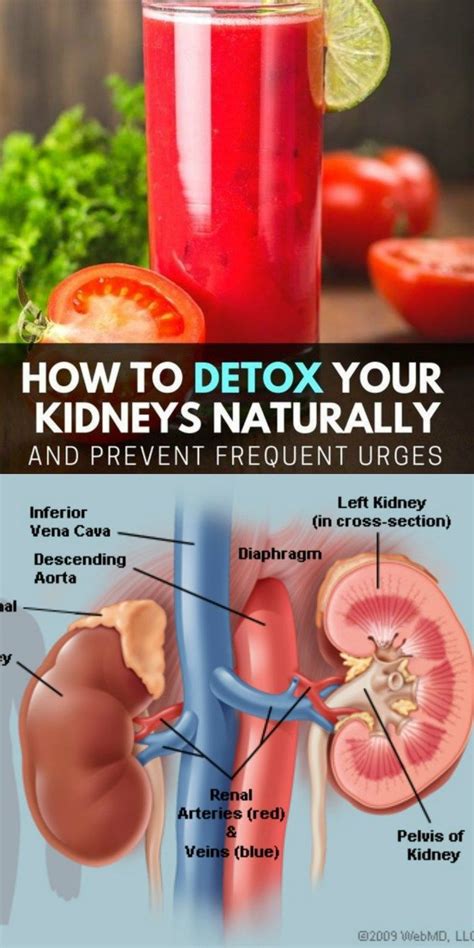 How to Detox Your Kidneys Naturally and Prevent Frequent Urges | Fitness Care Plan | Detox ...