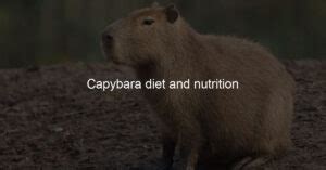 Capybara diet and nutrition - Capybara Lovers