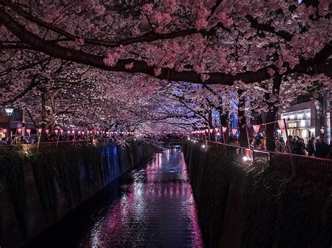 Meguro-River (The Sakura Guide) - TokyoStreetView