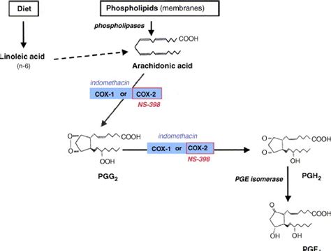 Figure 1 from Stimulation of prostaglandin E2 (PGE2) production by arachidonic acid, oestrogen ...