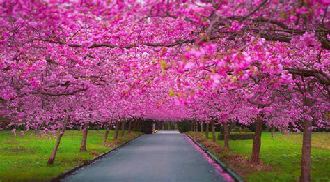 Cherry Blossom Park Wallpaper,HD Nature Wallpapers,4k Wallpapers,Images,Backgrounds,Photos and ...