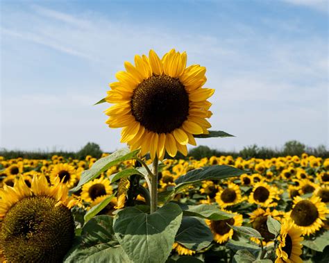 From Blooms To Seed Heads: A Guide To Sunflower Photography