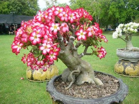 Amazing plumeria tree … | Bonsai plants, Flowering trees, Plumeria tree