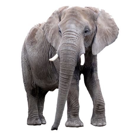 Elephant PNG Images (Transparent HD Photo Clipart) | Animal pictures for kids, Elephant, Animals ...