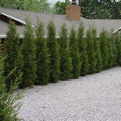 Taylor Juniper - Upright Evergreen | Privacy landscaping, Outdoor ...