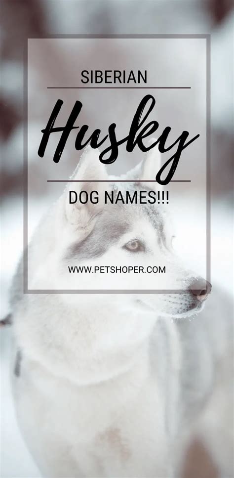 Siberian Husky Dog Names 70+ Popular [Male & Female] - PetShoper