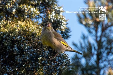 Carduelis chloris on Behance