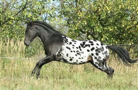 Appaloosa Horse Breed: A Colorful Journey - Pet Care Stores