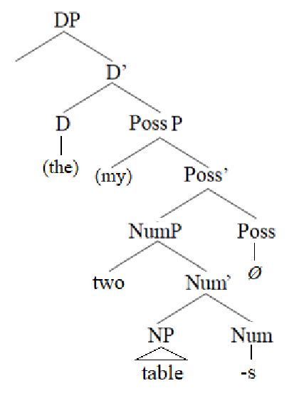 The structure of the noun phrase the two tables/my two tables 4 ...