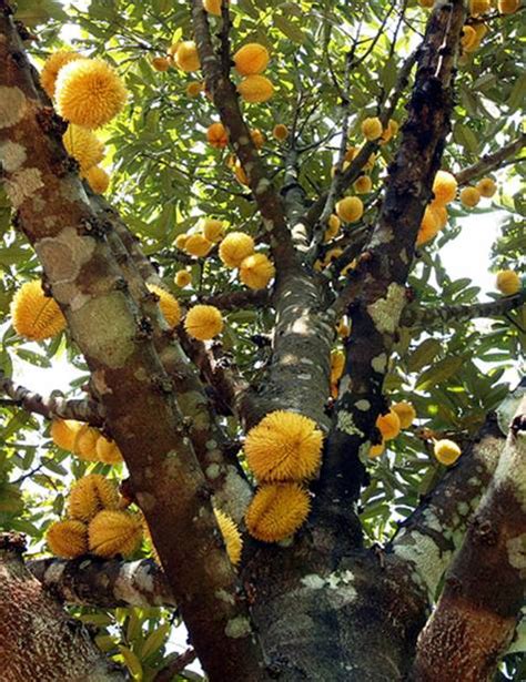 Under The Angsana Tree: Wild Durians From East Malaysia - Sabah & Sarawak‏