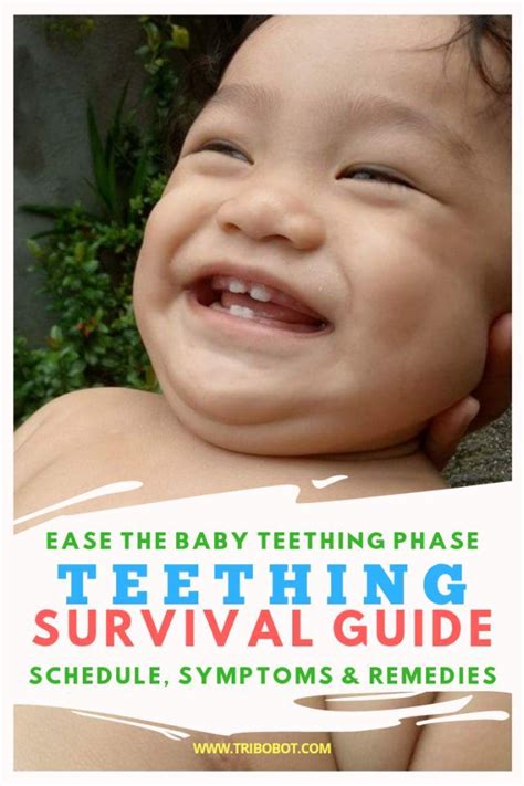 Ease the Baby Teething Phase, TEETHING SURVIVAL GUIDE: Schedule, Symptoms And Remedies ...