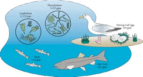 Biomagnification in Ecology Definition and Examples