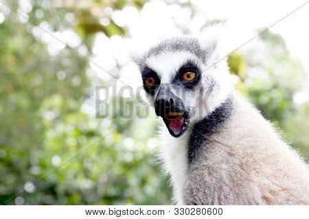 Aye-aye Monkey Looking Image & Photo (Free Trial) | Bigstock