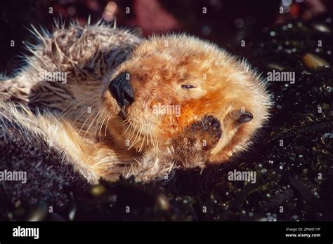 California Southern sea otter, Enhydra lutris nereis, endangered ...