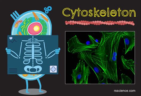 Cytoskeleton - the muscle and the bone of a cell - definition ...