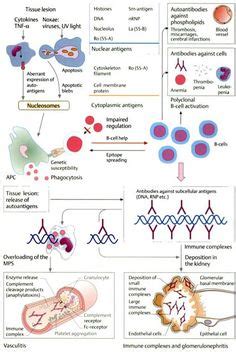 17 Immunology Diagrams ideas | immunology, anatomy and physiology, physiology