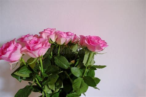 Bouquet of Pink Roses on a White Background. Postcard Design Stock Image - Image of centrepiece ...