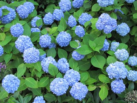 Hydrangea macrophylla ‘Nikko Blue’ (Nikko Blue Hydrangea) | Sublime Garden Design | Landscape ...