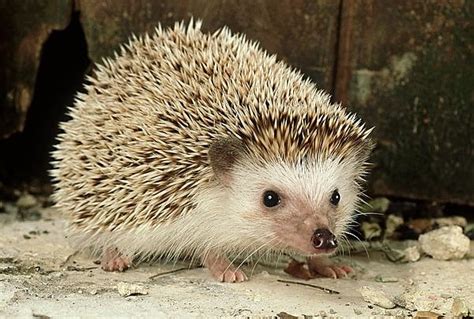 Meet a four-toed hedgehog as an uncommon pet – Friends animals