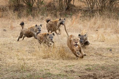 How Fast Can a Hyena Run? As Fast As it Needs to!