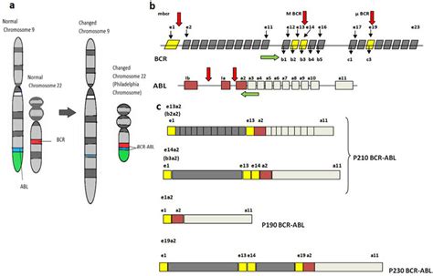 (a) Schematic diagram of the normal structure of chromosome 9 and 22 ...