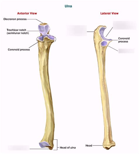 Radius Anatomy Ulnar Notch