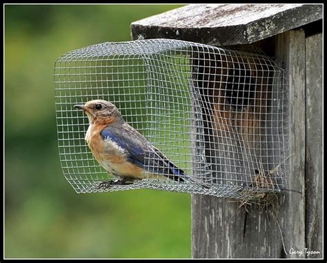 Predator guard for bluebird house - Birdhouseplan.com