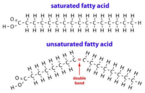 The Truth About Saturated Fat - Business Insider