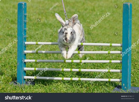 Rabbits Jump Competition Rabbithop Rabbit Hop Stock Photo (Edit Now) 85786111