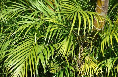 9 Incredible Areca Palm Benefits That Make Your Jaw Drop