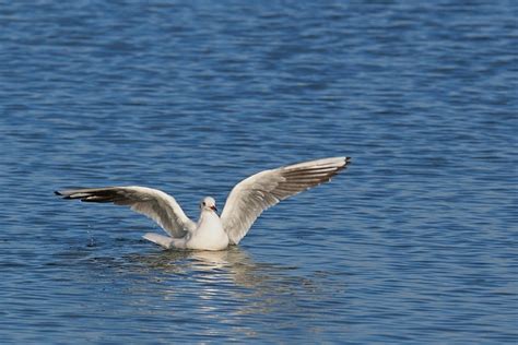 Gull Baltic Sea Flying - Free photo on Pixabay